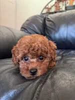 AKC Milo, a male Poodle - Toy  for sale in Spring Hill, FL – 5 of 7