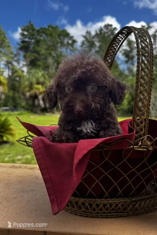 F1B Sophie – Miniature Labradoodle puppy for sale in Spring Hill, FL