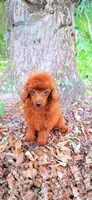 AKC Ruby, a female Poodle - Toy  for sale in Spring Hill, FL – 2 of 4