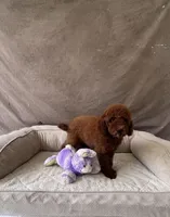 F1B Mia, a female Miniature Goldendoodle for sale in Spring Hill, FL – 3 of 5