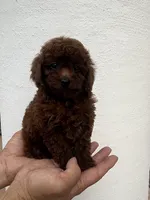 AKC Cocoa, a female Poodle - Toy  for sale in Spring Hill, FL – 3 of 5