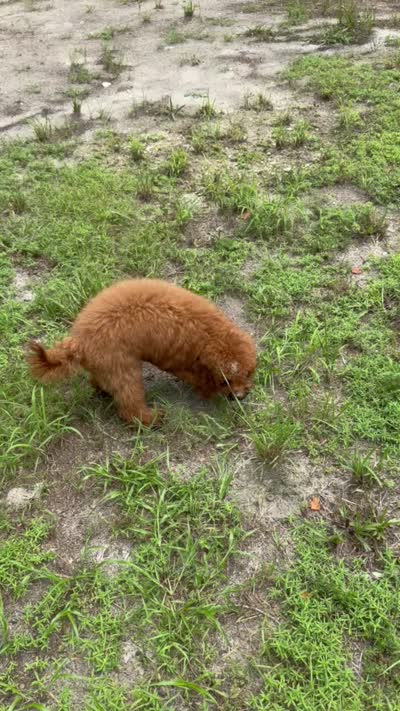 F1B Tony, a male Miniature Goldendoodle for sale in Spring Hill, FL – 4 of 4