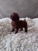 AKC Cocoa, a female Poodle - Toy  for sale in Spring Hill, FL – 5 of 5