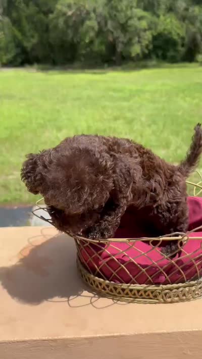 F1B Sophie, a female Miniature Labradoodle for sale in Spring Hill, FL – 3 of 3