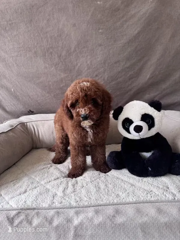 F1B Tony – Miniature Goldendoodle puppy for sale in Spring Hill, FL