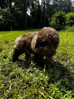 F1B Link, a male Miniature Labradoodle for sale in Spring Hill, FL – 2 of 3