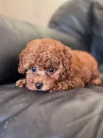 AKC Milo, a male Poodle - Toy  for sale in Spring Hill, FL – 3 of 7