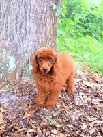 AKC Molly , a female Poodle - Toy  for sale in Spring Hill, FL – 3 of 3