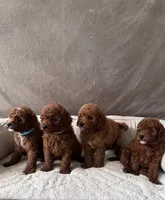 F1B GiGi, a female Miniature Goldendoodle for sale in Brooksville, FL – 3 of 3