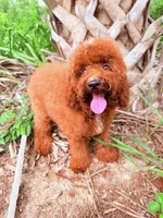 F1B Tony, a male Miniature Goldendoodle for sale in Spring Hill, FL – 3 of 4