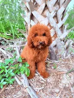 F1B Kaya, a female Miniature Goldendoodle for sale in Spring Hill, FL – 2 of 4