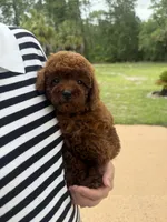 AKC Molly, a female Poodle - Toy  for sale in Spring Hill, FL – 5 of 5