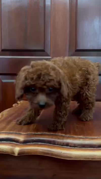 AKC Ruby, a female Poodle - Toy  for sale in Spring Hill, FL – 4 of 4
