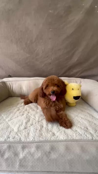 F1B GiGi, a female Miniature Goldendoodle for sale in Spring Hill, FL – 4 of 4