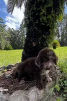 F1B Scott, a male Miniature Labradoodle for sale in Spring Hill, FL – 2 of 3