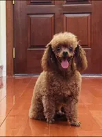AKC Toby, a male Poodle - Toy  for sale in Brooksville, FL – 3 of 4