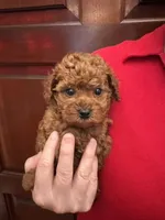 AKC Toby, a male Poodle - Toy  for sale in Brooksville, FL – 2 of 4