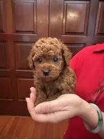 AKC Toby, a male Poodle - Toy  for sale in Brooksville, FL – 1 of 4