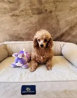 AKC Toby, a male Poodle - Toy  for sale in Brooksville, FL – 4 of 4