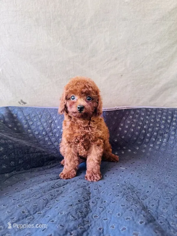 AKC Ruby – Poodle - Toy  puppy for sale in Spring Hill, FL