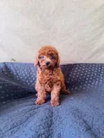 AKC Ruby, a female Poodle - Toy  for sale in Spring Hill, FL – 1 of 4