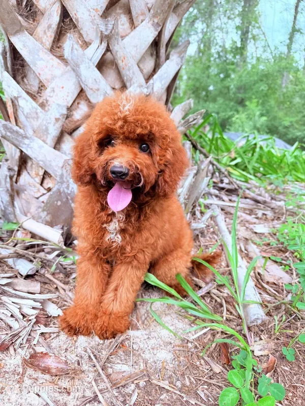 F1B Tony – Miniature Goldendoodle puppy for sale in Spring Hill, FL