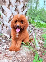 F1B Tony, a male Miniature Goldendoodle for sale in Spring Hill, FL – 1 of 4
