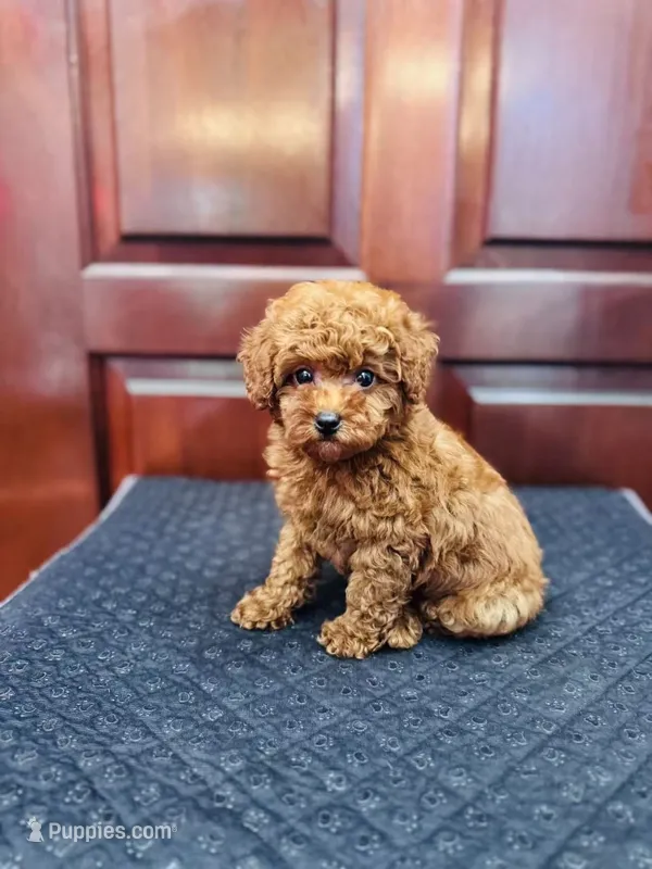 AKC Milo – Poodle - Toy  puppy for sale in Brooksville, FL