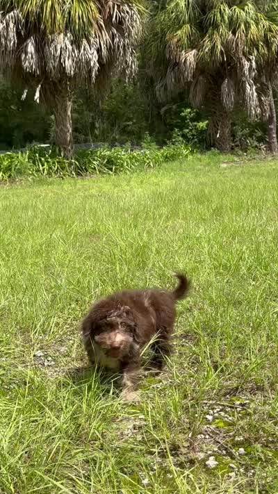 F1B Scott, a male Miniature Labradoodle for sale in Spring Hill, FL – 3 of 3
