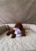 F1B Mia, a female Miniature Goldendoodle for sale in Spring Hill, FL – 2 of 5