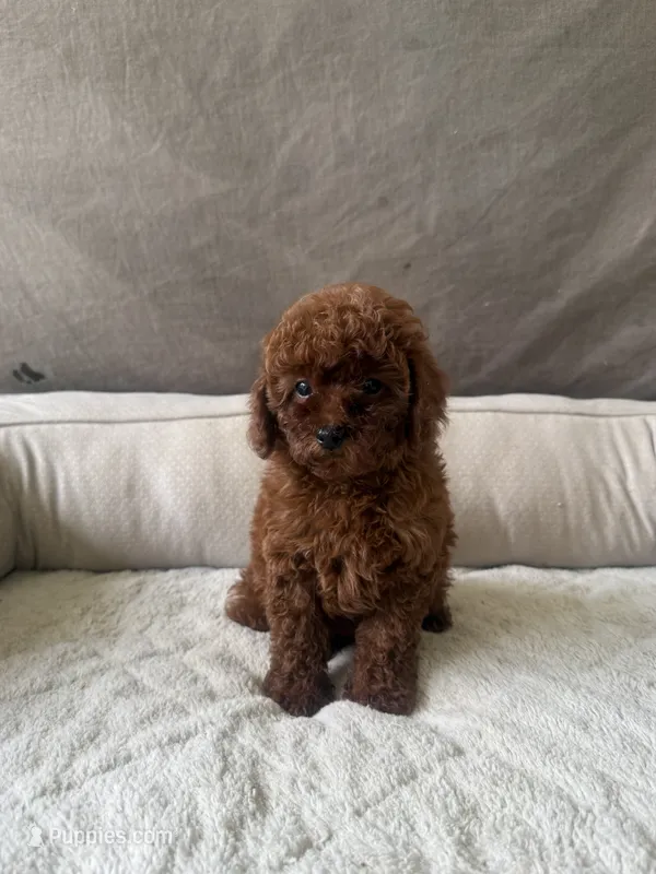 AKC Molly – Poodle - Toy  puppy for sale in Spring Hill, FL