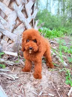 F1B Mia, a female Miniature Goldendoodle for sale in Spring Hill, FL – 3 of 4