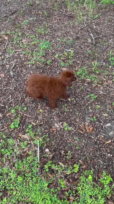 AKC Ruby, a female Poodle - Toy  for sale in Spring Hill, FL – 4 of 4