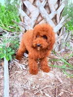 F1B Mia, a female Miniature Goldendoodle for sale in Spring Hill, FL – 2 of 4