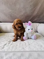 F1B GiGi, a female Miniature Goldendoodle for sale in Brooksville, FL – 2 of 3