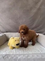 F1B GiGi, a female Miniature Goldendoodle for sale in Spring Hill, FL – 3 of 4