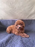 AKC Ruby, a female Poodle - Toy  for sale in Spring Hill, FL – 2 of 4