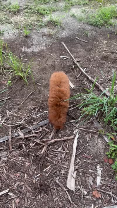 F1B Mia, a female Miniature Goldendoodle for sale in Spring Hill, FL – 4 of 4
