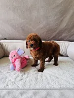F1B Mia, a female Miniature Goldendoodle for sale in Brooksville, FL – 2 of 3
