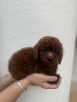 AKC Cocoa, a female Poodle - Toy  for sale in Spring Hill, FL – 2 of 5