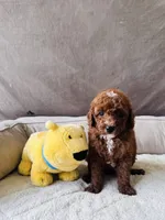 F1B Tony, a male Miniature Goldendoodle for sale in Brooksville, FL – 1 of 3