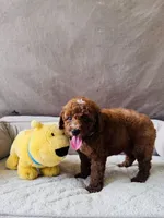 F1B Tony, a male Miniature Goldendoodle for sale in Brooksville, FL – 2 of 3