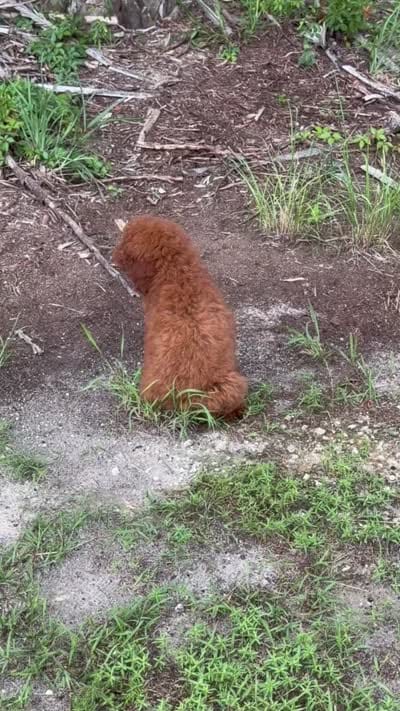 F1B Kaya, a female Miniature Goldendoodle for sale in Spring Hill, FL – 4 of 4