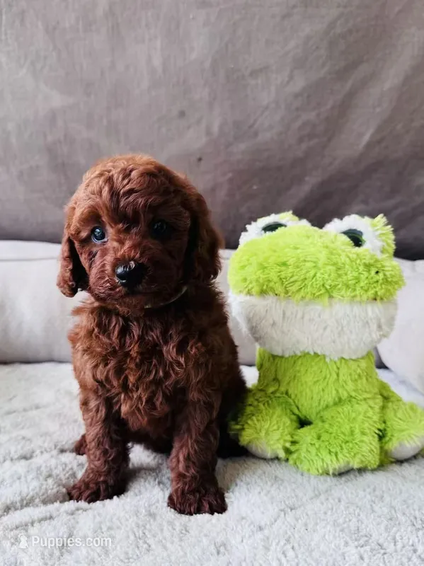 F1B Choco – Miniature Goldendoodle puppy for sale in Brooksville, FL