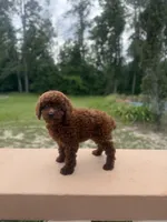 AKC Cocoa, a female Poodle - Toy  for sale in Spring Hill, FL – 4 of 5