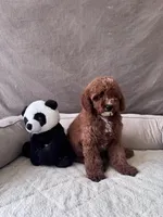 F1B Tony, a male Miniature Goldendoodle for sale in Spring Hill, FL – 2 of 4