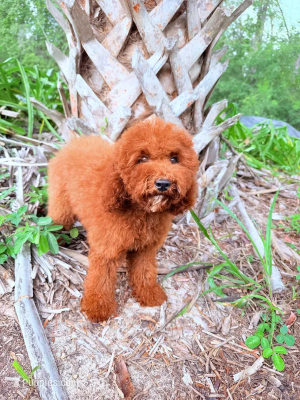 F1B Kaya – Miniature Goldendoodle puppy for sale in Spring Hill, FL