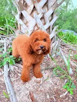 F1B Kaya, a female Miniature Goldendoodle for sale in Spring Hill, FL – 1 of 4
