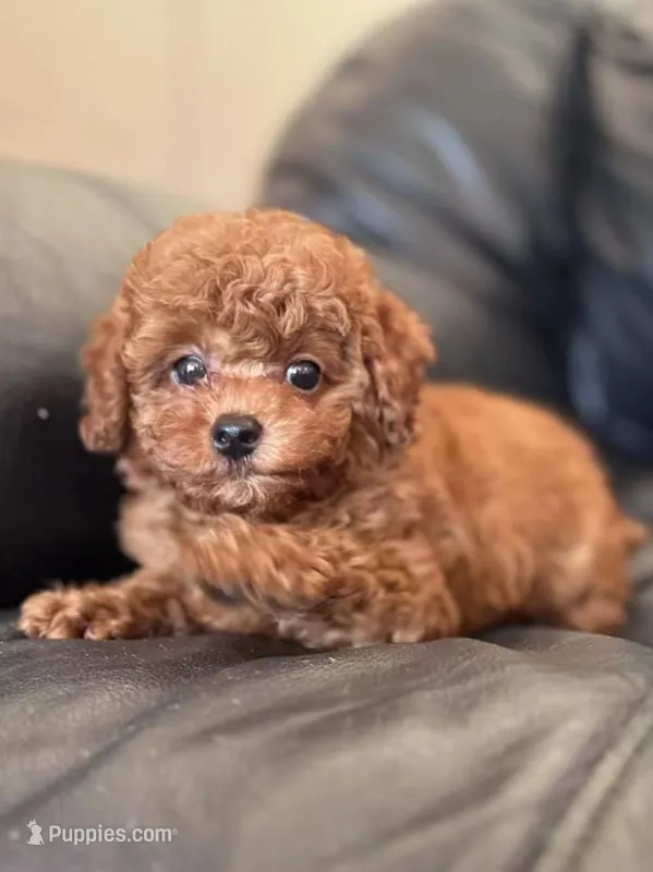 AKC Milo – Poodle - Toy  puppy for sale in Brooksville, FL