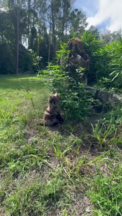 F1B Link, a male Miniature Labradoodle for sale in Spring Hill, FL – 3 of 3